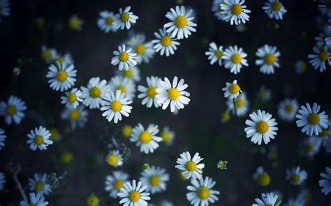 Daisy Wallpapers - Top Free Daisy Backgrounds - WallpaperAccess