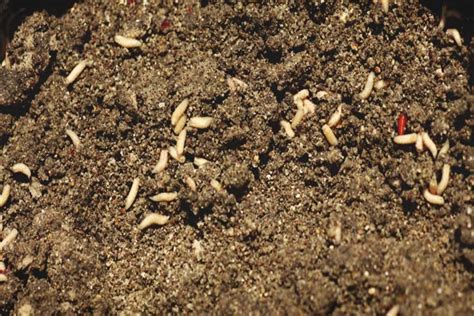 How To Keep Maggots Out Of Compost | Chicago Land Gardening