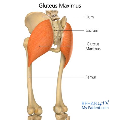 Gluteus Maximus | Rehab My Patient