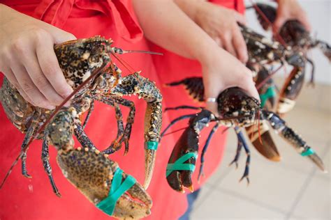 Buying From the Best Live Lobster Delivery Outlets