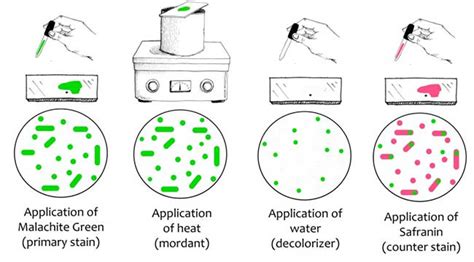 Endospore Staining: Principle, Procedure, Results and Example - Biology ...