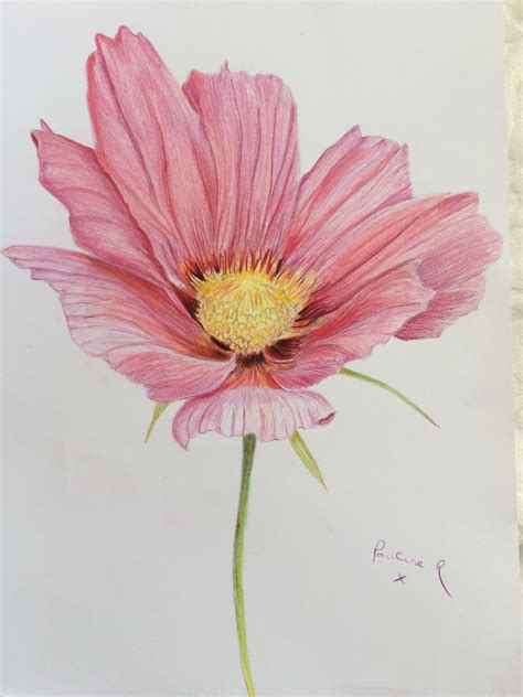 Art Flower Drawing Colour Pencil : 50 beautiful color pencil drawings ...