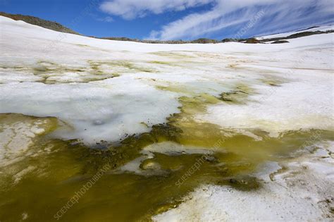 Algae in melting glacial ice, Antarctica - Stock Image - C050/6185 ...