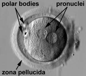 Zygote - Embryology