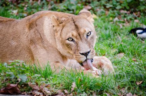 Lion Of Africa, Female Free Stock Photo - Public Domain Pictures