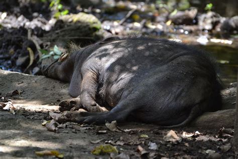 Philippine warty pig | The Philippine warty pig enjoying a s… | Flickr