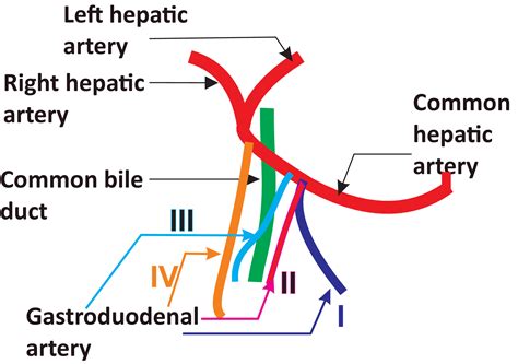 Gastroduodenal Artery