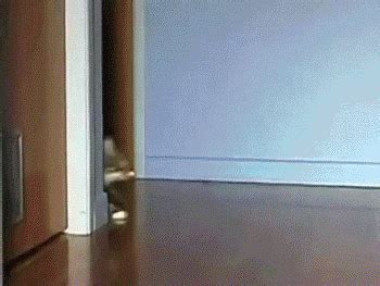 GIFS7: cats sliding around the corner GIF