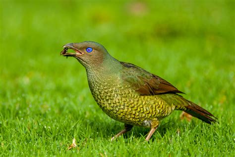 Dandabah Village at Bunya Mountains. | BIRDS in BACKYARDS