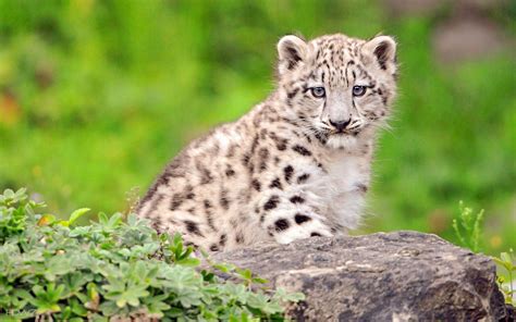 Snow Leopard Cubs Wallpapers - Top Free Snow Leopard Cubs Backgrounds ...