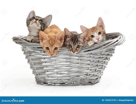 Four Little Kittens in a Basket Stock Photo - Image of four, isolated: 159567378