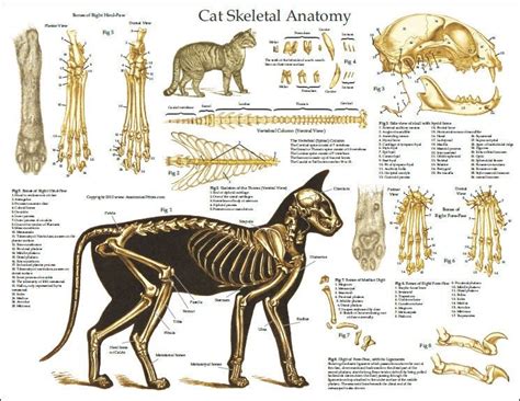 Feline anatomy Cat Skeleton, Skeleton Anatomy, Cat Reference, Anatomy Reference, Kitten House ...