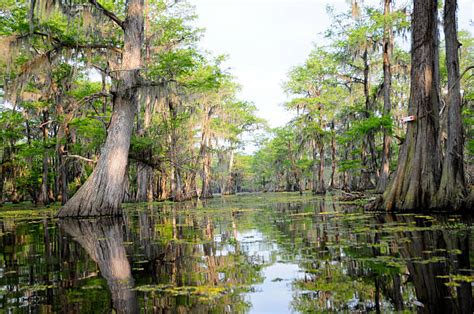 8,100+ Louisiana Bayou Stock Photos, Pictures & Royalty-Free Images ...