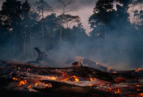 Deforestation in Amazon forest affecting Brazil's climate - Dynamite News