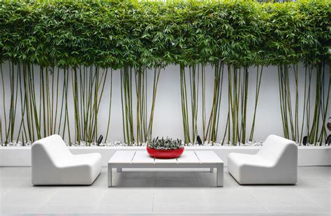 Bamboo In Pots For Screening / For a movable privacy screen or accent, grow bamboo in patio pots ...