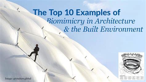 The Top 10 Real World Examples of Biomimicry in Architecture