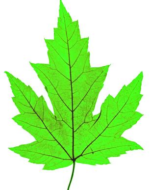 Maple Leaf Identification | Garden Guides