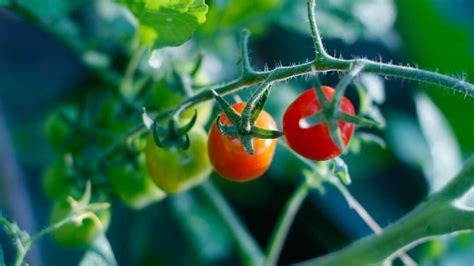 Grape Tomato Plant Care — A Definitive Guide