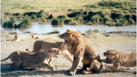 Why did this lioness kill the father of her cubs? - BBC News