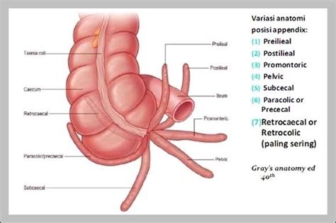 function of the appendix - Graph Diagram