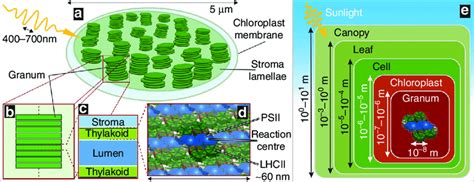 a Schematic of a higher-plant chloroplast showing the outer chloroplast ...