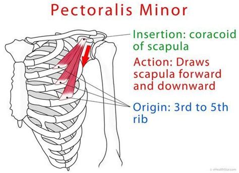 Pectoralis minor anatomy and test (video) Hand Therapy, Physical Therapy, Muscular System ...