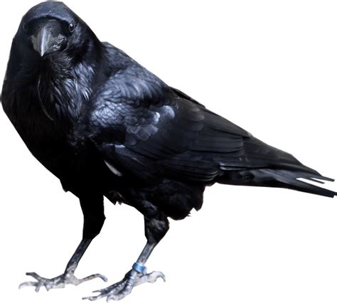 Crow HD PNG Transparent Crow HD.PNG Images. | PlusPNG