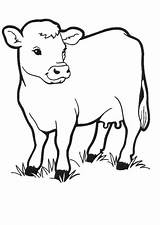 Cow And Calf Coloring Pages sketch template