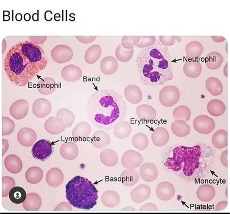 Histological appearance of Blood cells - MEDizzy