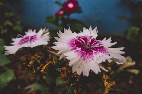 Free stock photo of beautiful flowers, blurred, blurry background