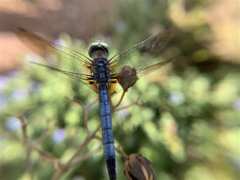 Florida’s Flying Insects - Dave's Pest Control