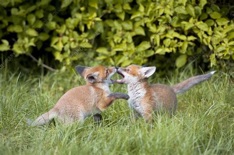 Red fox cubs playing - Stock Image - C011/6186 - Science Photo Library