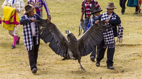 The Battle of the Condors: Andean Vs California