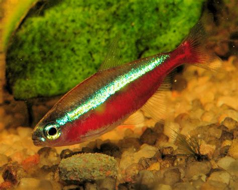 Cardinal Tetra (Red Neon Tetra) Fish Species Profile