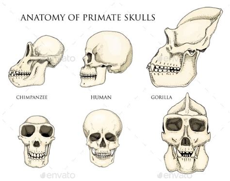 Human and chimpanzee, gorilla. biology and anatomy illustration. engraved hand drawn in old ...