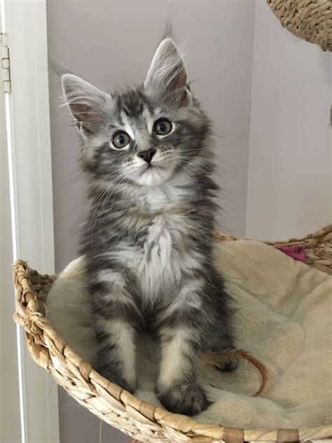 Crixus silver tabby Maine coon kitten Baby Animals, Funny Animals, Cute Animals, Large Domestic ...