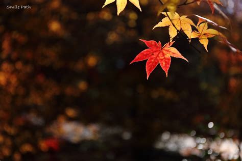 Autumn leaves | Taken at Koyasan, Wakayama with Canon EOS 6D… | Flickr