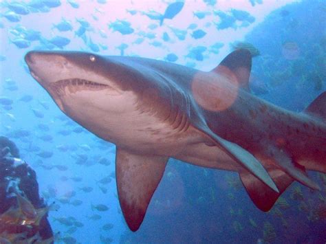 Grey nurse shark conservation - Alchetron, the free social encyclopedia