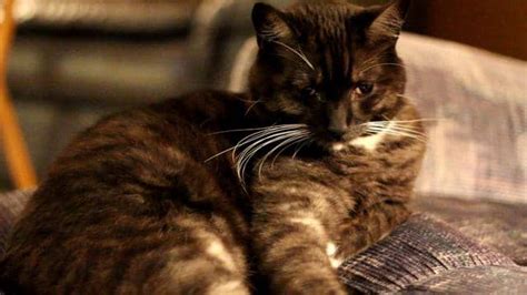 Himmy the Cat on Vimeo