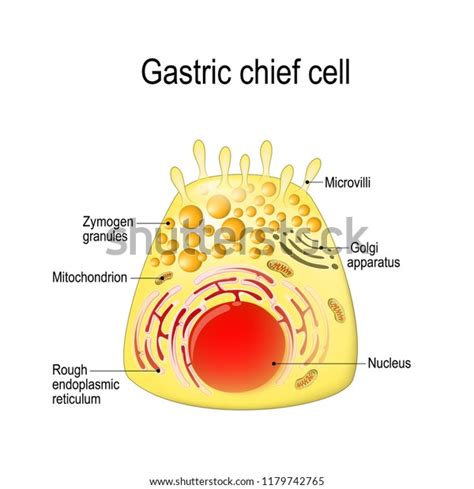 Gastric Chief Peptic Gastric Zymogenic Cell Stock Illustration 1179742765