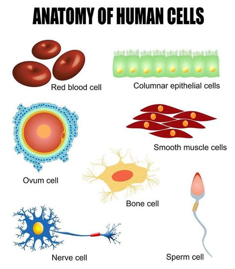 Images Of Cells In The Body | Wall Options