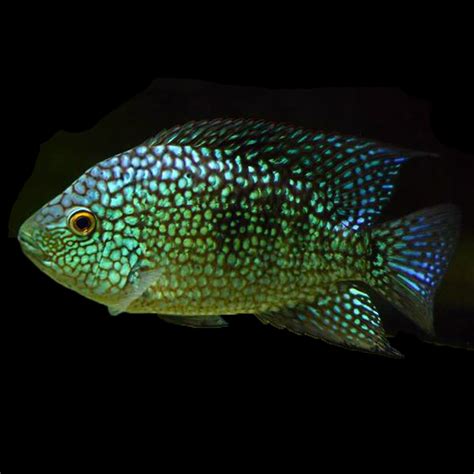 Texas Cichlid (3-4cm) - The Aquarium People