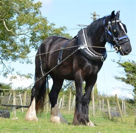 Shire Horse history - a brief overview... - Shepherds Hideaway