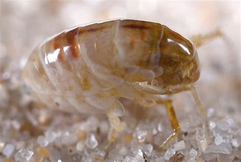 Sand Flea Bites & Control: Sand Fleas in New England