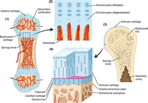 37+ Hyaline Cartilage Diagram - VilmaRitchie