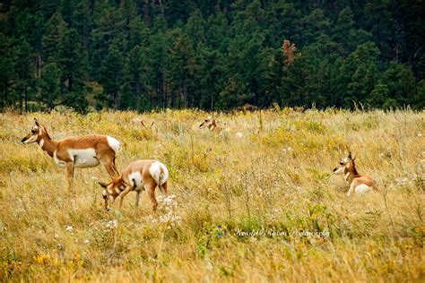 Custer State Park, South Dakota on Behance