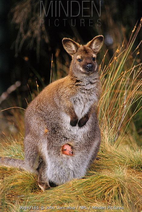 RED NECKED WALLABY stock photo - Minden Pictures