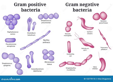 Gram - Pozytyw I Gram - Negatywne Bakterie Ilustracja Wektor - Ilustracja złożonej z infekcja ...