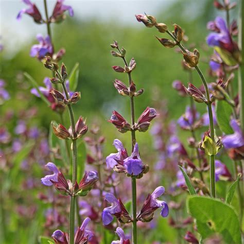 Sage | Description, Plant, Herb, Uses, & Facts | Britannica