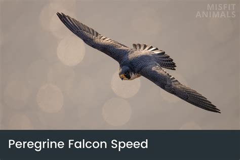 Peregrine Falcon Speed: How Fast Is A Peregrine Falcon?